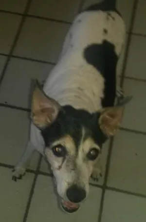 Cachorro raça paulistinha idade 6 ou mais anos nome luma