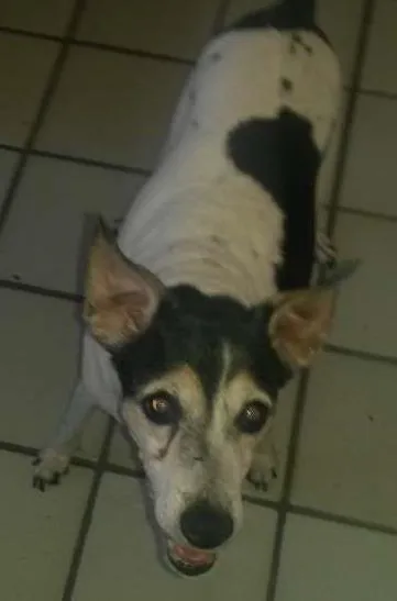 Cachorro ra a paulistinha idade 6 ou mais anos nome luma