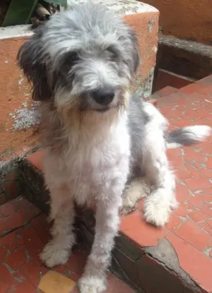 Cachorro raça Poodle misturado  idade 1 ano nome Purê
