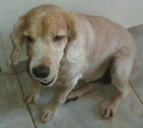 Cachorro ra a Cocker idade 6 ou mais anos nome NICOLE GRATIFICA