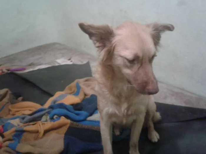Cachorro ra a SRD idade 2 anos nome Lindinha