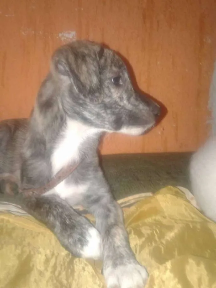 Cachorro ra a SRD idade 2 a 6 meses nome Malhada