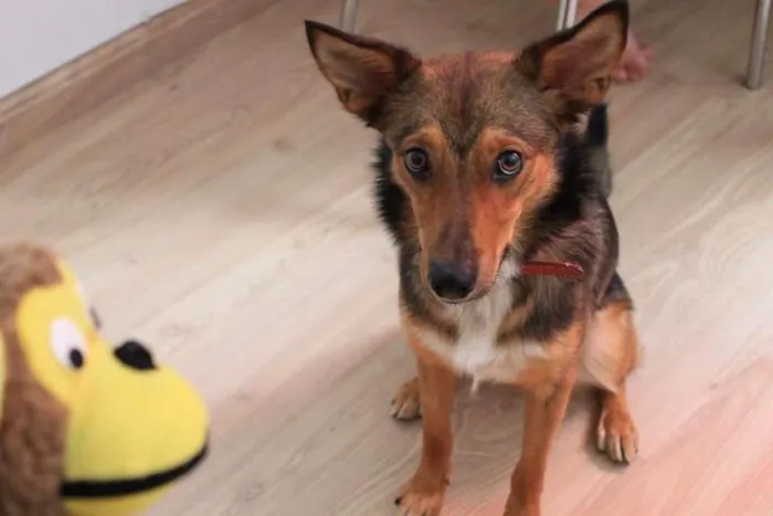 Cachorro ra a SRD idade 7 a 11 meses nome Amora