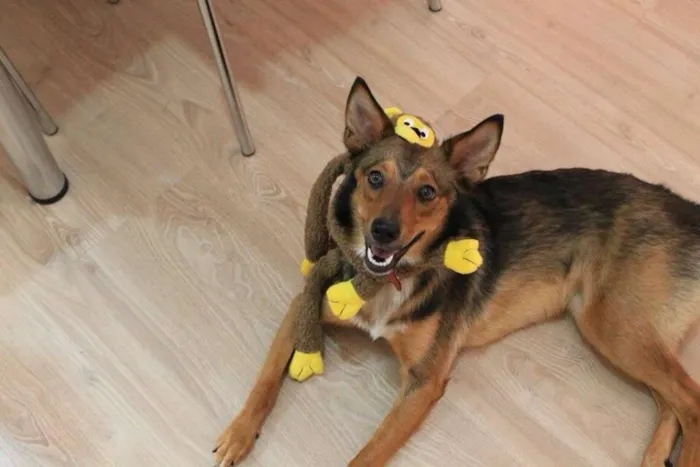 Cachorro ra a SRD idade 7 a 11 meses nome Amora