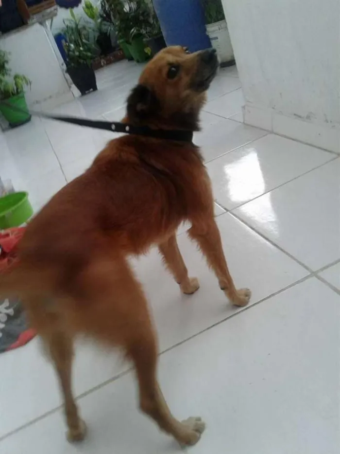 Cachorro ra a SRD idade 2 anos nome Spark