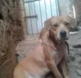 Grandalhão