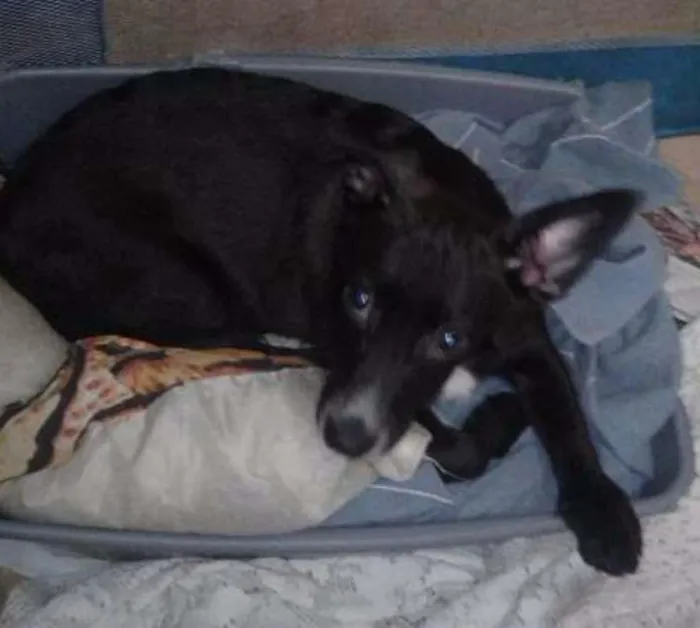 Cachorro ra a mix de dachshund idade 2 a 6 meses nome Bebezinho
