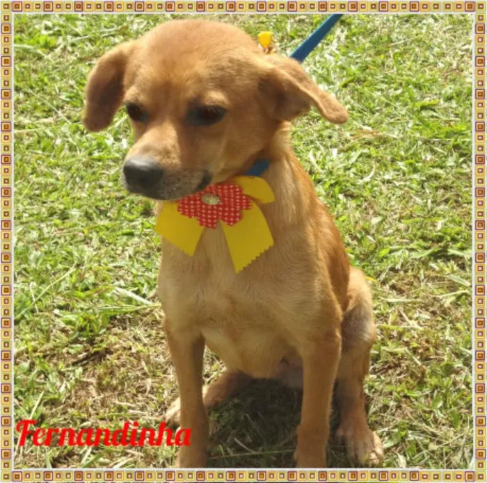 Cachorro ra a SRD idade 3 anos nome Fernandinha
