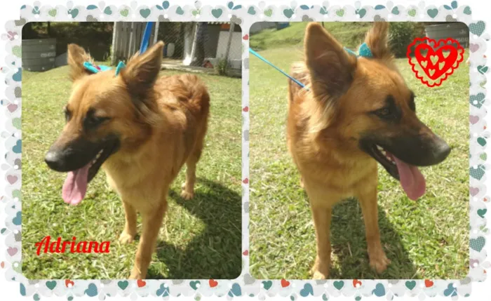 Cachorro ra a SRD idade 2 anos nome Adriana