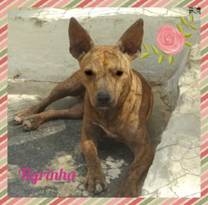 Cachorro ra a SRD idade 3 anos nome Tigrinha