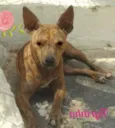 Tigrinha