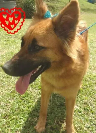 Cachorro ra a SRD idade 2 anos nome Adriana
