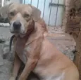 Grandalhão
