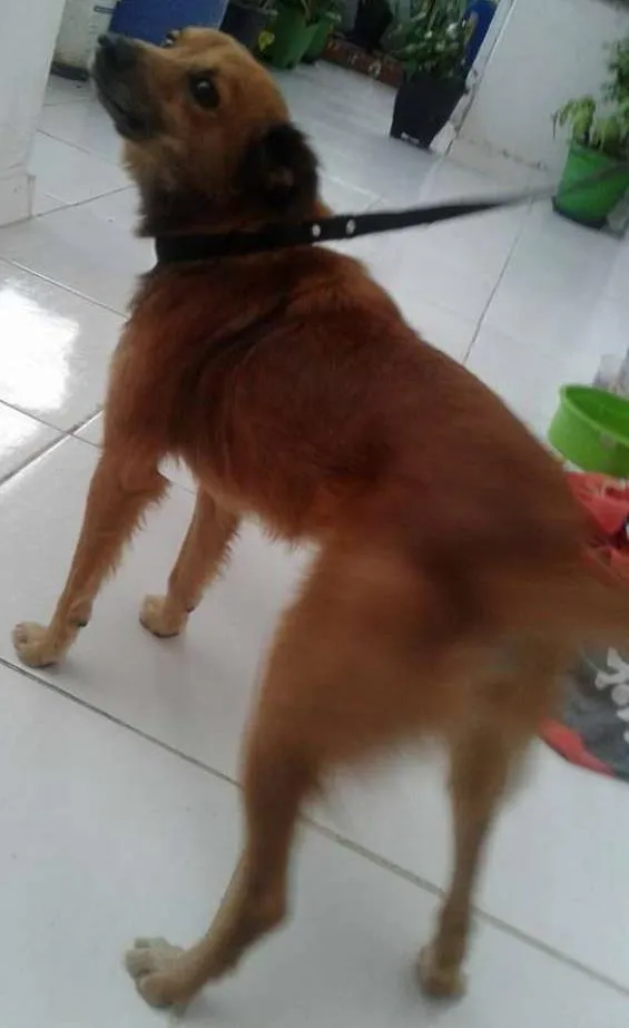 Cachorro ra a SRD idade 2 anos nome Spark