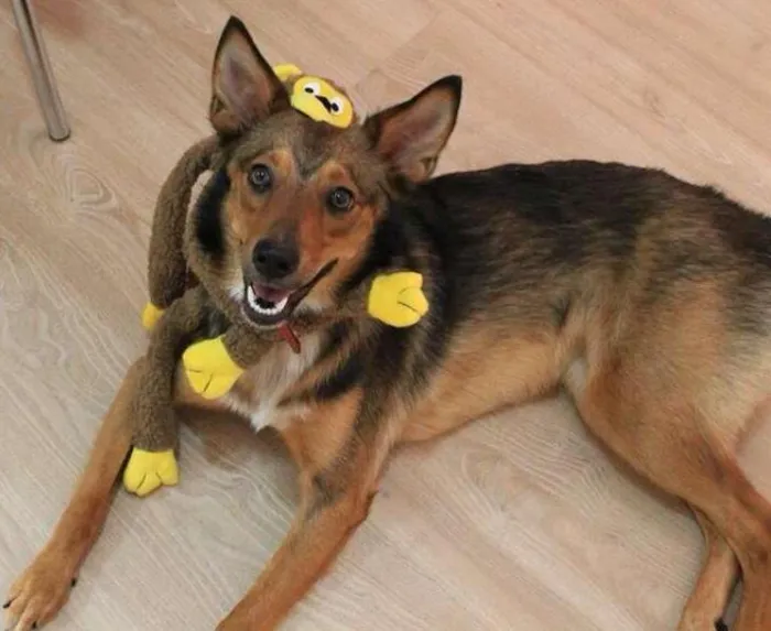 Cachorro ra a SRD idade 7 a 11 meses nome Amora