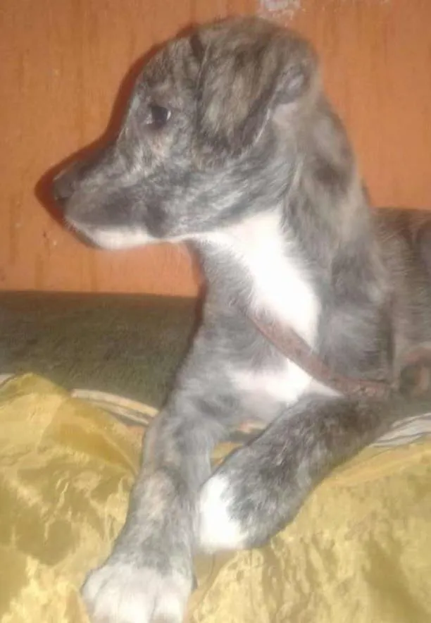 Cachorro ra a SRD idade 2 a 6 meses nome Malhada