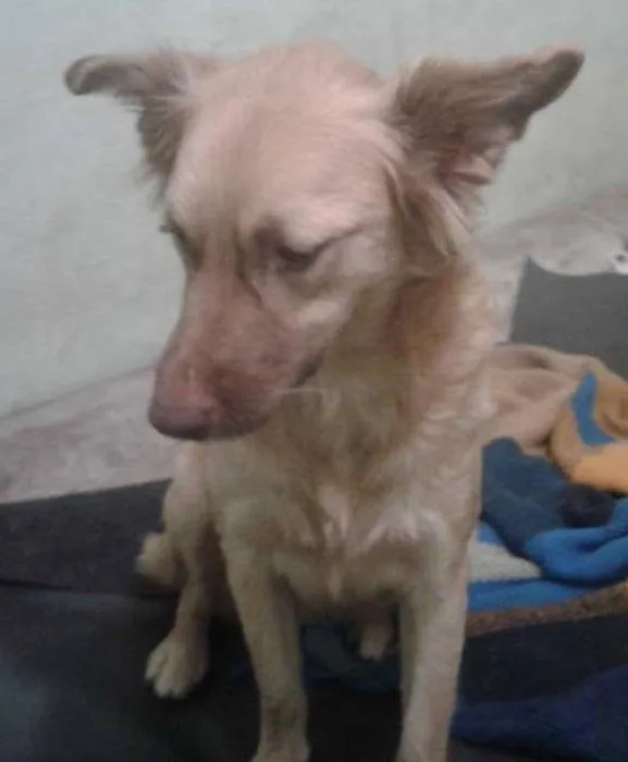 Cachorro ra a SRD idade 2 anos nome Lindinha