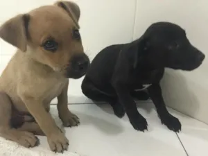 Cachorro raça vira lata idade 2 a 6 meses nome .....