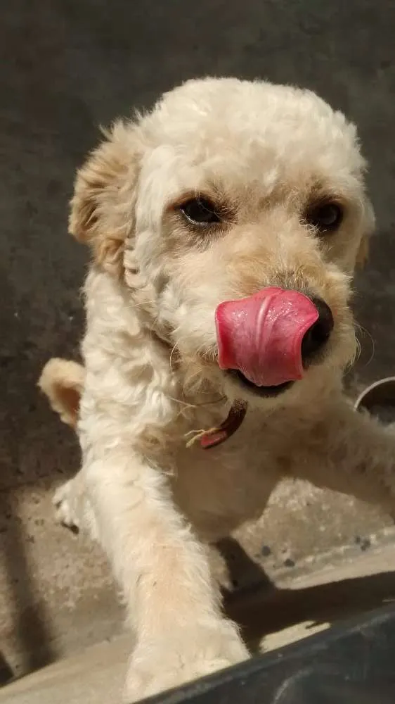 Cachorro ra a Poodle idade 2 anos nome Billy