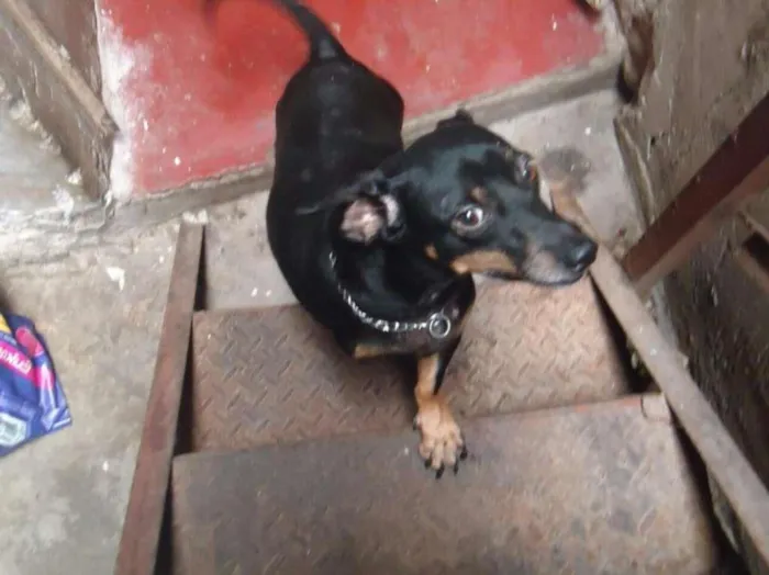 Cachorro ra a SRD idade 5 anos nome Freddy