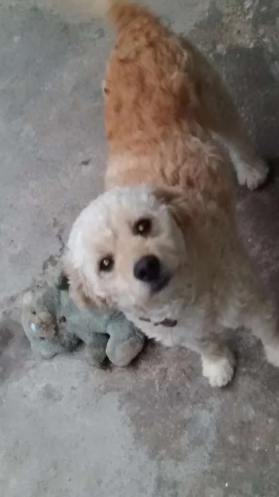 Cachorro ra a Poodle idade 2 anos nome Billy