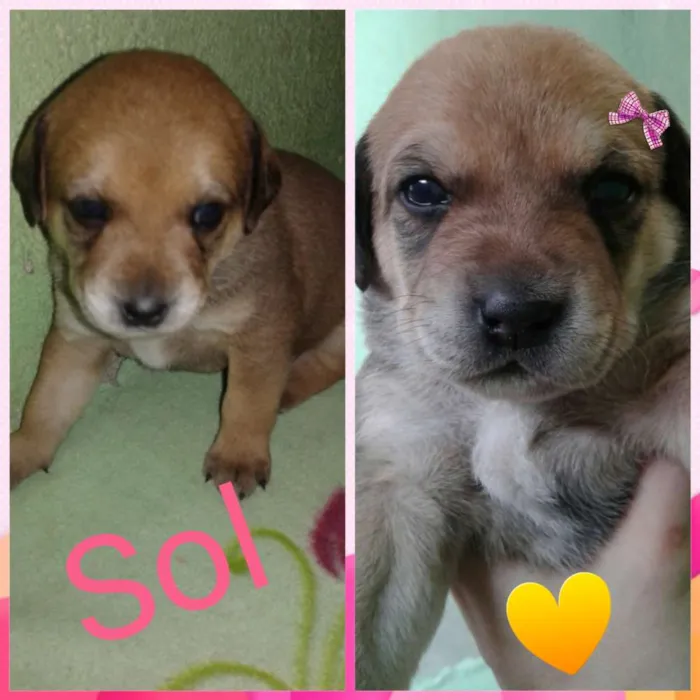 Cachorro ra a SRD idade Abaixo de 2 meses nome sem nome