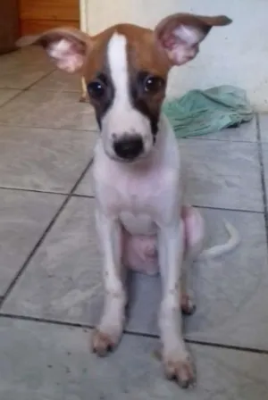 Cachorro raça Sem raça definida idade 2 a 6 meses nome Ainda sem nome