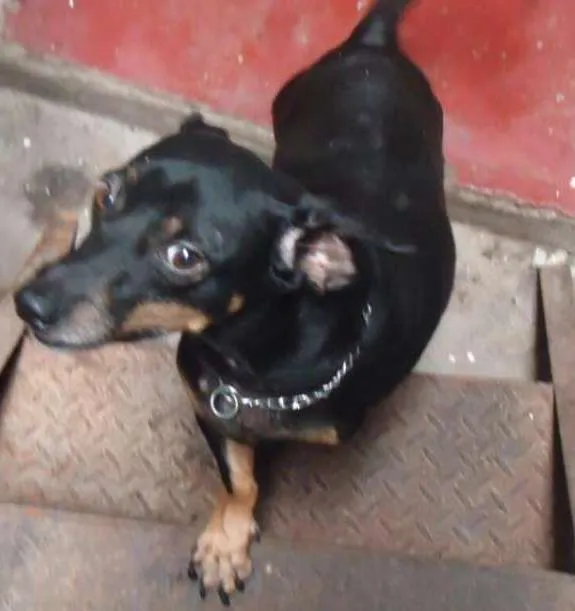 Cachorro ra a SRD idade 5 anos nome Freddy