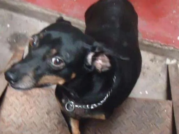 Cachorro ra a SRD idade 5 anos nome Freddy