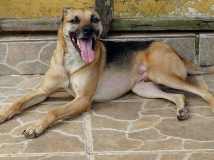 Cachorro ra a SRD idade 2 anos nome Billy