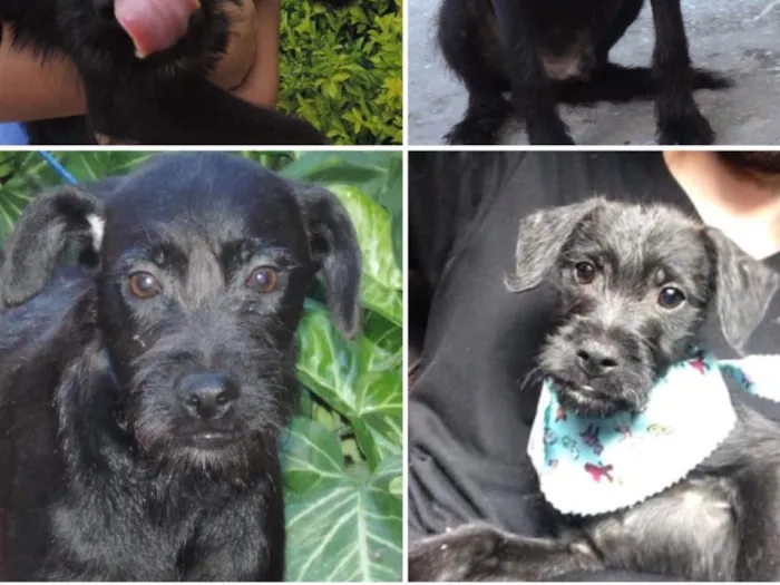 Cachorro raça Vira lata idade 2 a 6 meses nome Ze Pretim