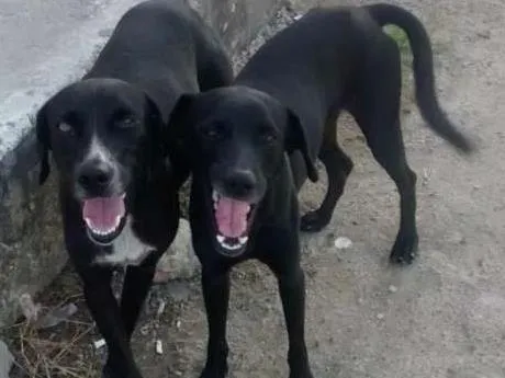 Cachorro ra a mistura de labrador idade 1 ano nome PRETINHA