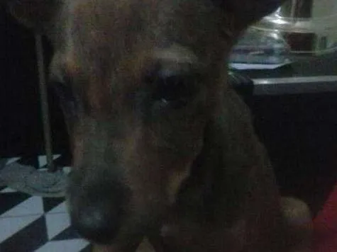 Cachorro raça Não identificada idade 2 a 6 meses nome Louck