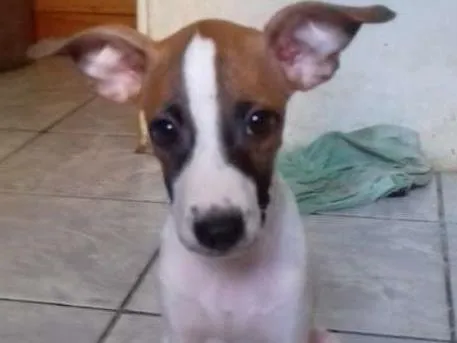 Cachorro ra a Sem raça definida idade 2 a 6 meses nome Ainda sem nome