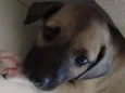 Aemlie