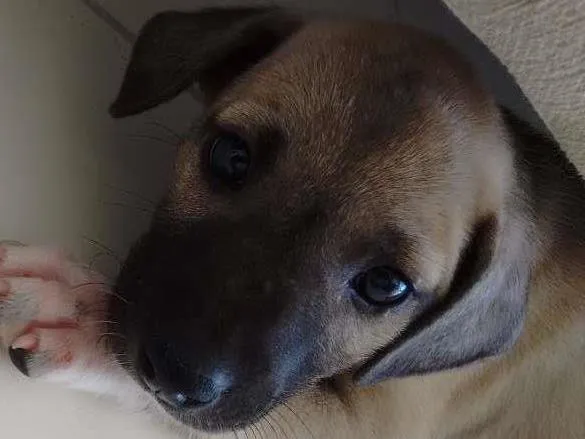 Cachorro raça SRD idade 2 a 6 meses nome Aemlie