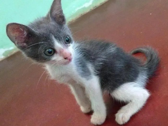 Gato ra a  idade Abaixo de 2 meses nome Não tem nome