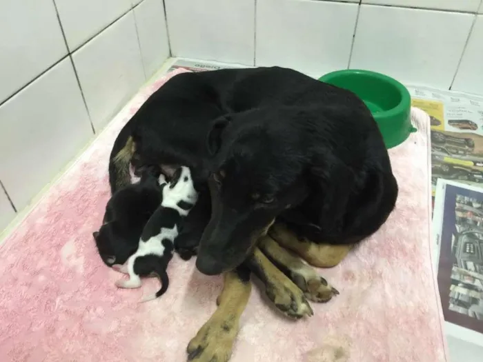 Cachorro ra a vira lata idade 2 a 6 meses nome sem nome