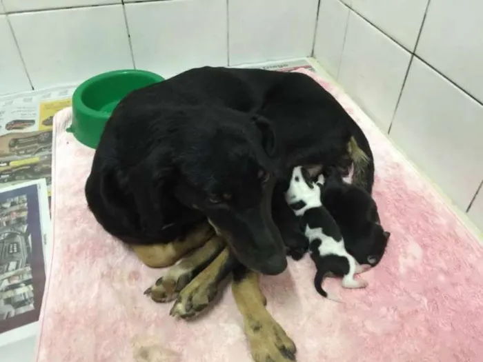 Cachorro ra a vira lata idade 2 a 6 meses nome sem nome