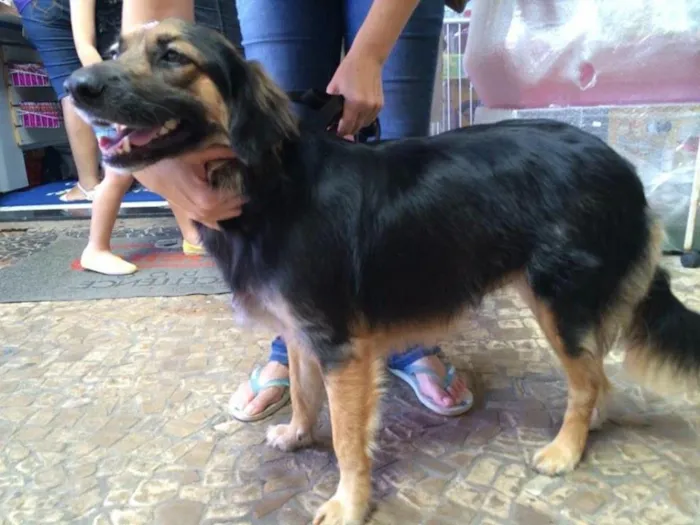 Cachorro ra a SRD idade 2 anos nome Lola