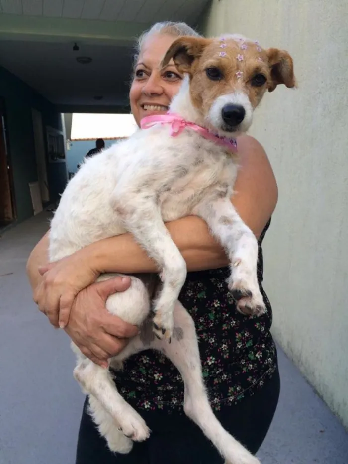 Cachorro ra a SRD idade 2 anos nome Nina