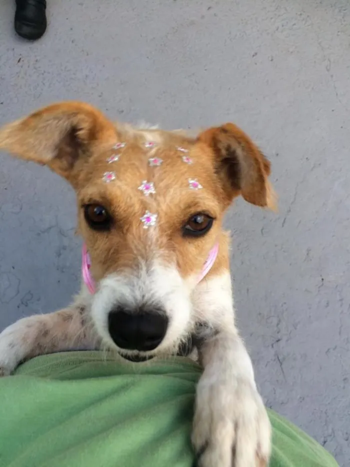 Cachorro ra a SRD idade 2 anos nome Nina