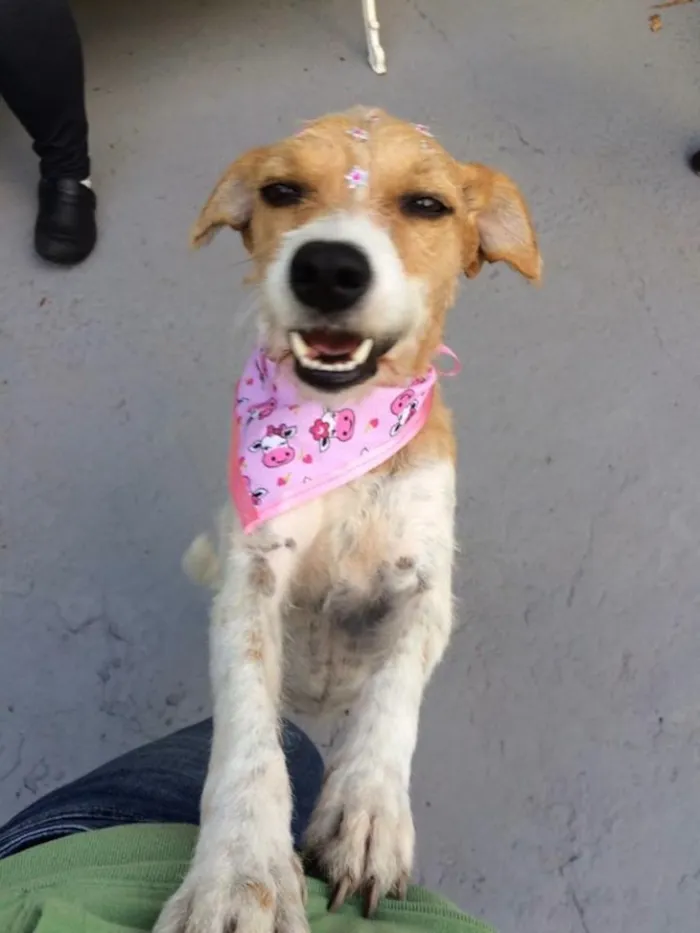 Cachorro ra a SRD idade 2 anos nome Nina