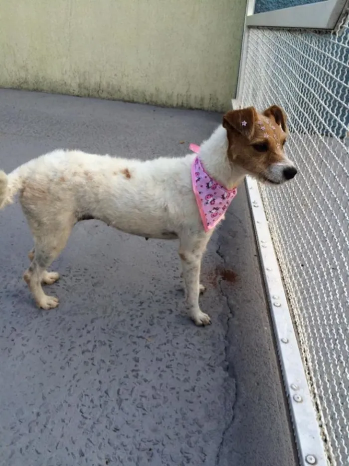 Cachorro ra a SRD idade 2 anos nome Nina