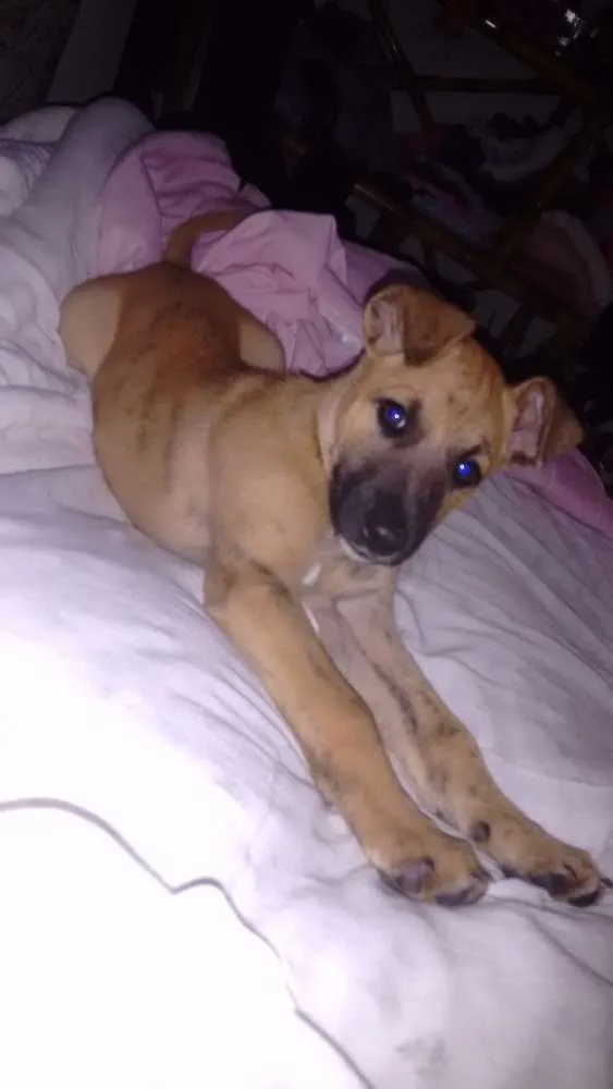 Cachorro ra a Labrador com raça indefinida idade Abaixo de 2 meses nome Akira