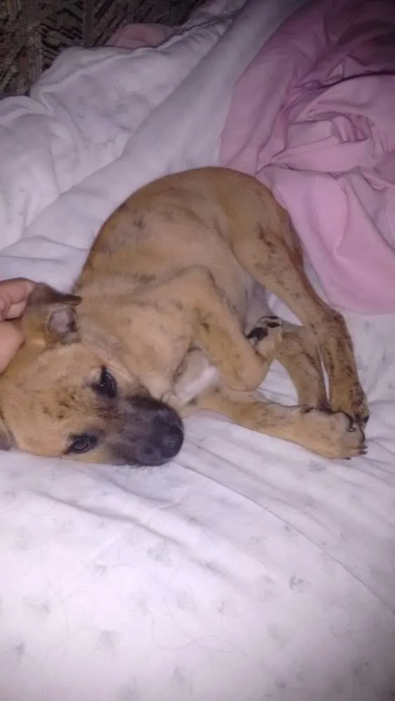 Cachorro ra a Labrador com raça indefinida idade Abaixo de 2 meses nome Akira