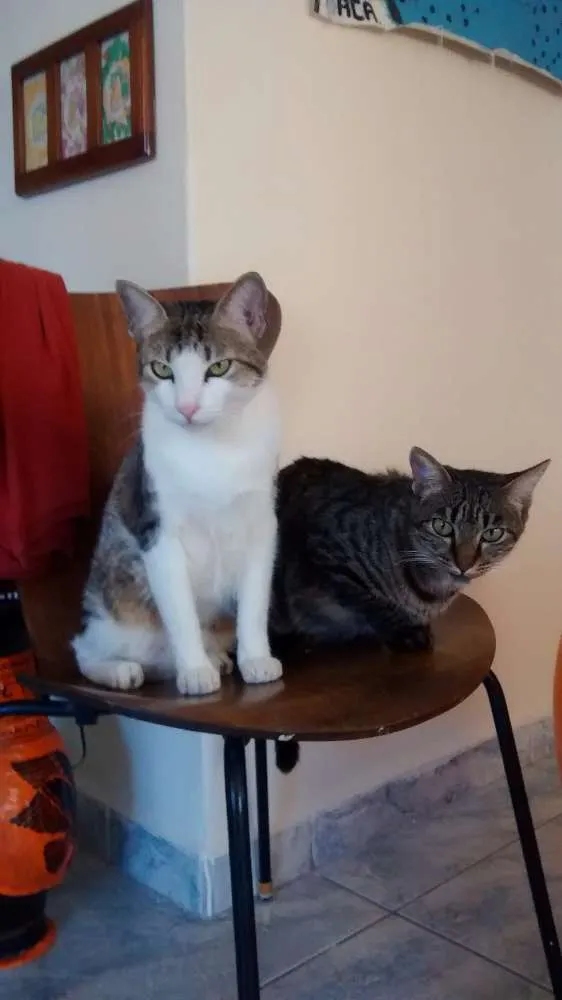 Gato ra a desconhecida idade 2 anos nome Nhoque e Pituca