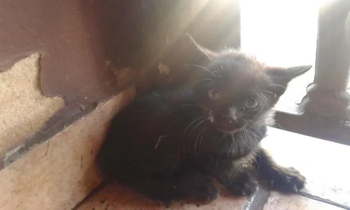 Gato ra a Indefinida idade Abaixo de 2 meses nome Sem nome