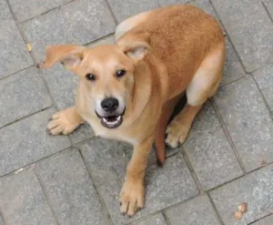 Cachorro raça SRD idade 2 anos nome Wolverine