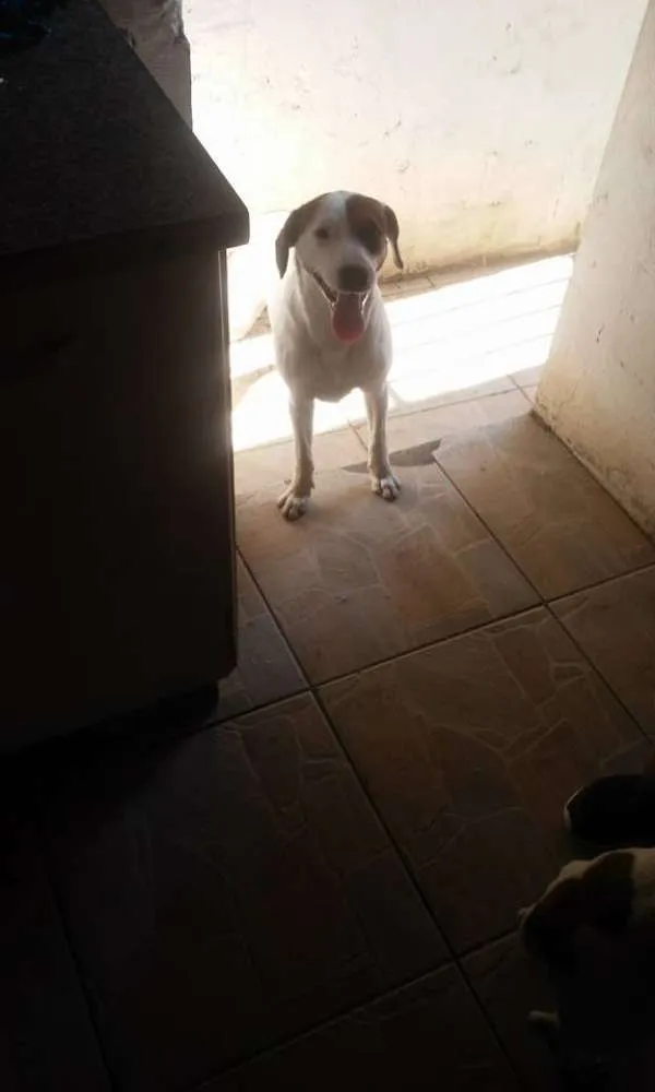Cachorro ra a mestiço base c vira lata idade 7 a 11 meses nome fred